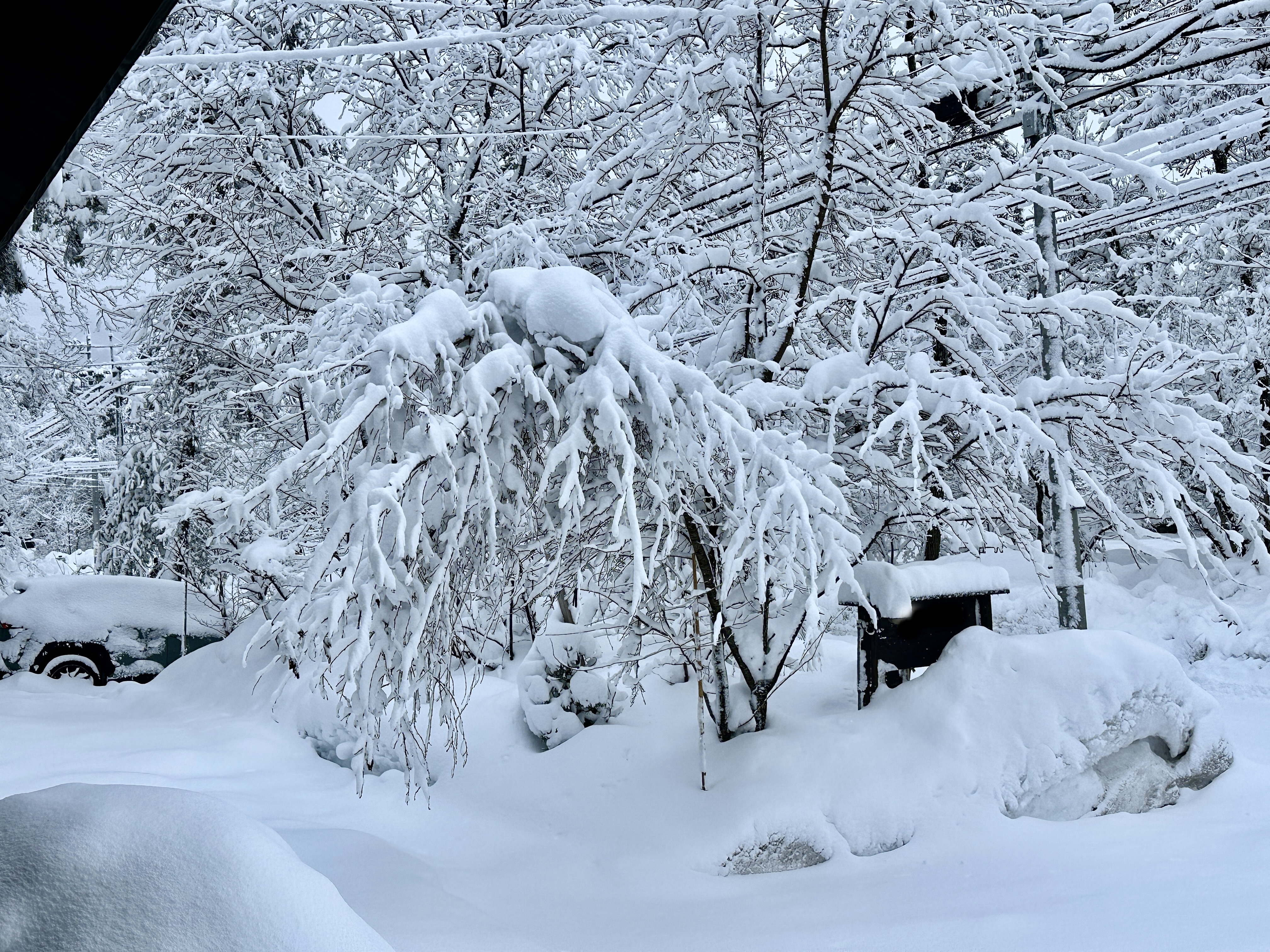 SnowSide garden in winter